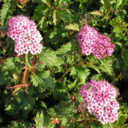 spirea bulmada crispa