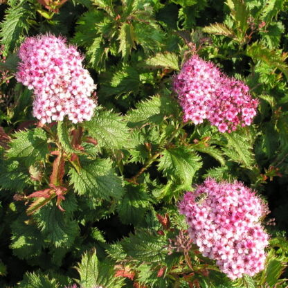 spirea bulmada crispa