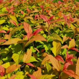 spirea bulmada gold flame