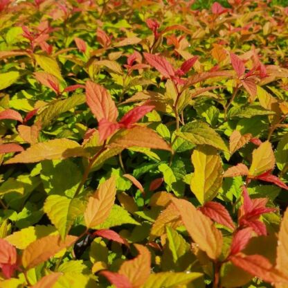 spirea bulmada gold flame