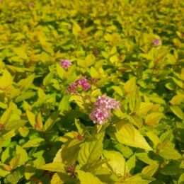 spirea bulmada goldmound