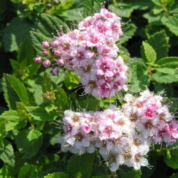 spirea japonica little princess