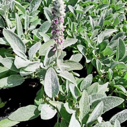 stachys byzantina