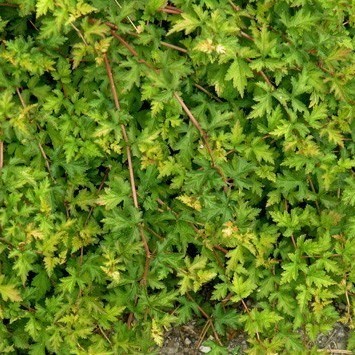stephanandra incisa crispa
