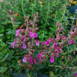 teucrium lucidrys