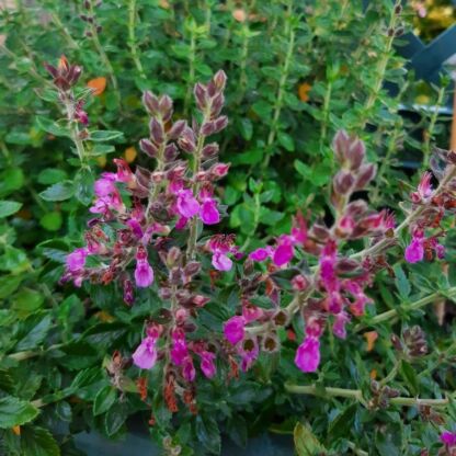 teucrium lucidrys