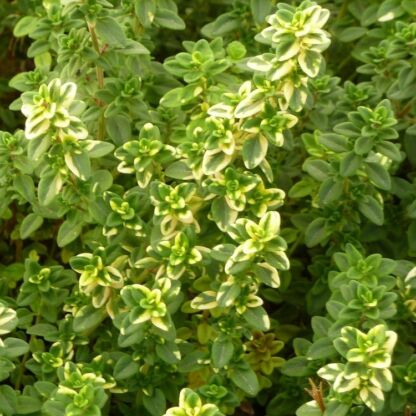 thymus citriodorus
