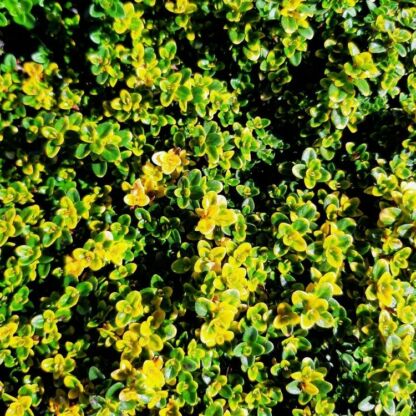 thymus donne valley