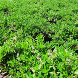 thymus longicaulis