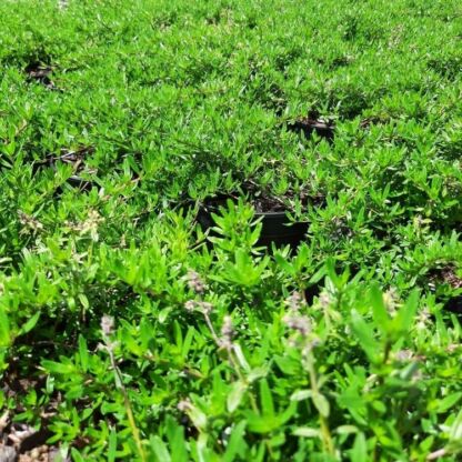 thymus longicaulis