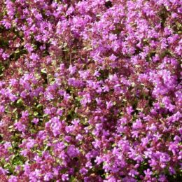 thymus serpyllum coccineus