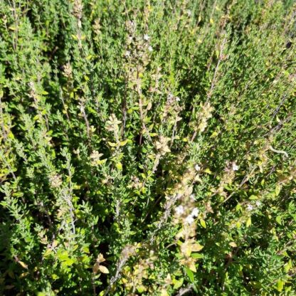 thymus vulgaris