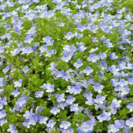 veronica filiformis