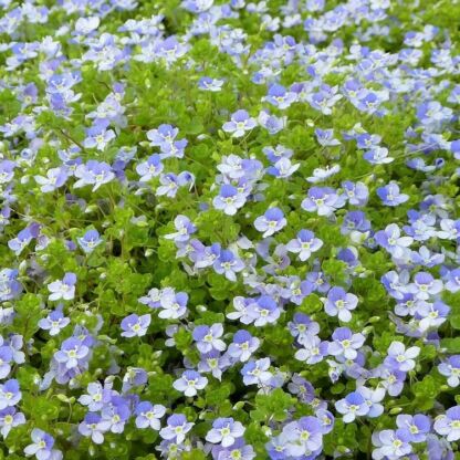veronica filiformis